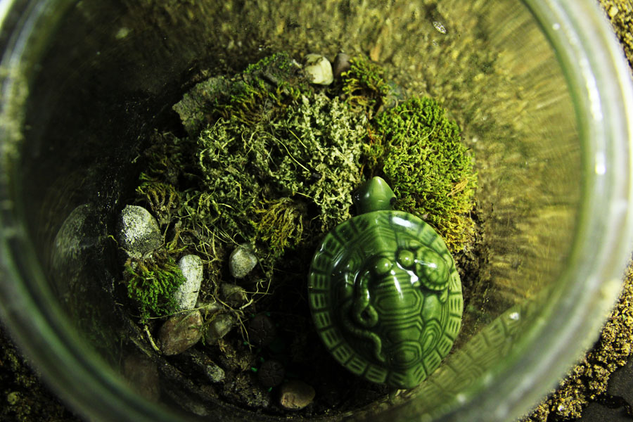 moss terrarium