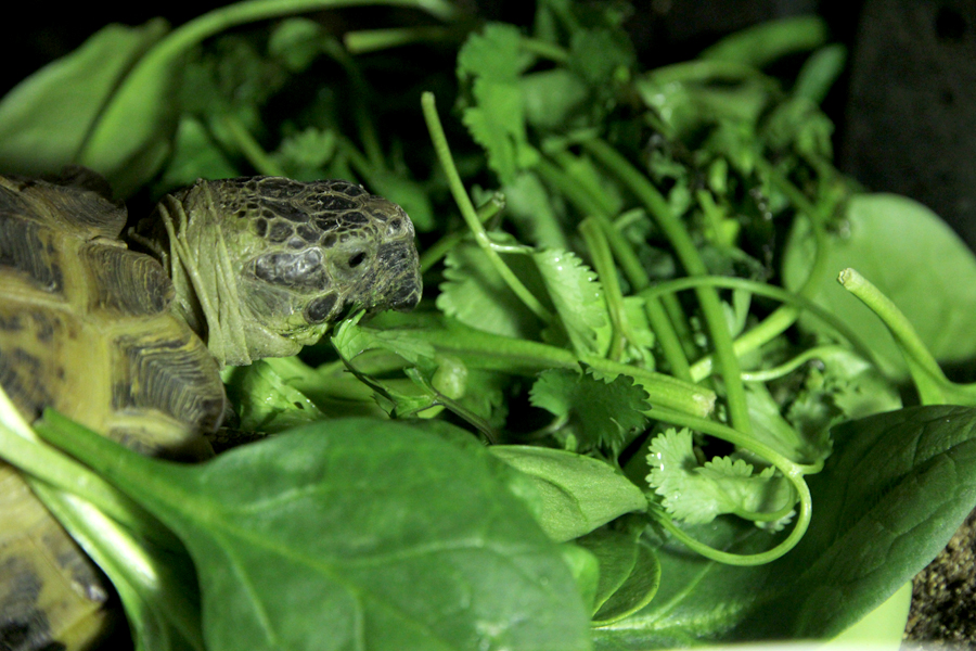 Russian tortoise eating mixed greens spinach parsley