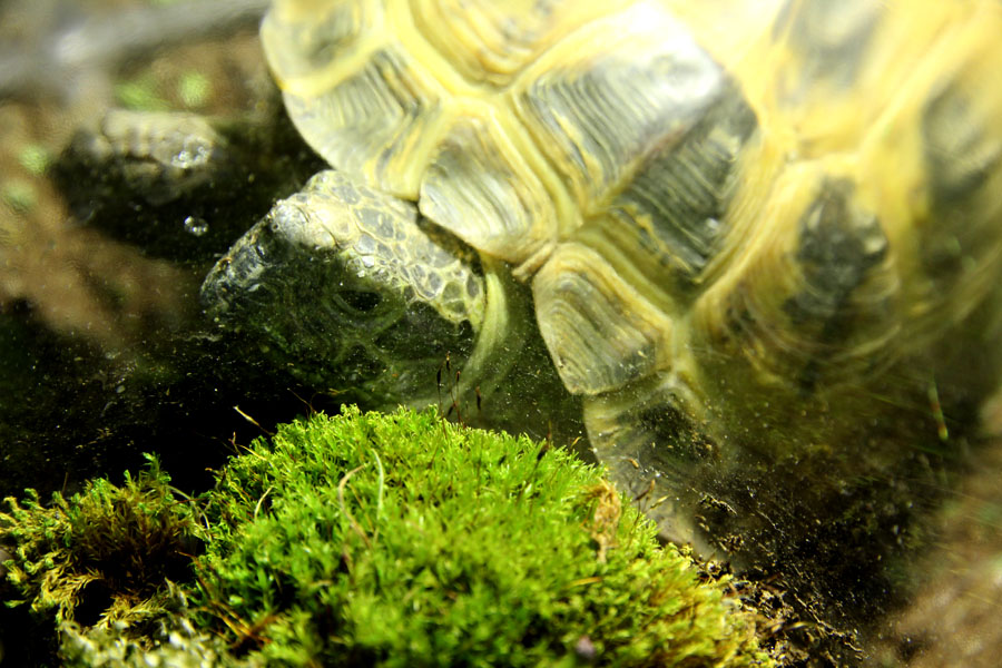 tortoise gaze upon moss