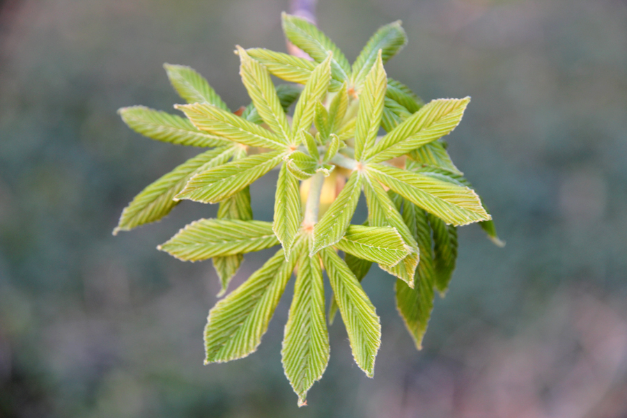 aesculus-glabra-ohio-buckeye-young-leaves