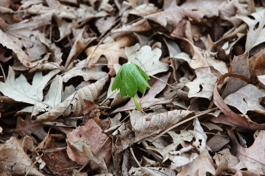 young-podophyllum-peltatum-mayapple