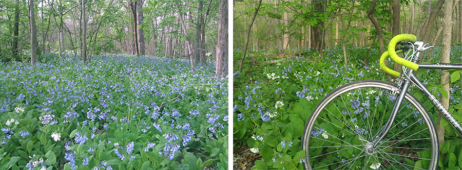 virginia bluebells chartreuse handlebar tape schwinn virginia bluebells chartreuse handlebar tape schwinn