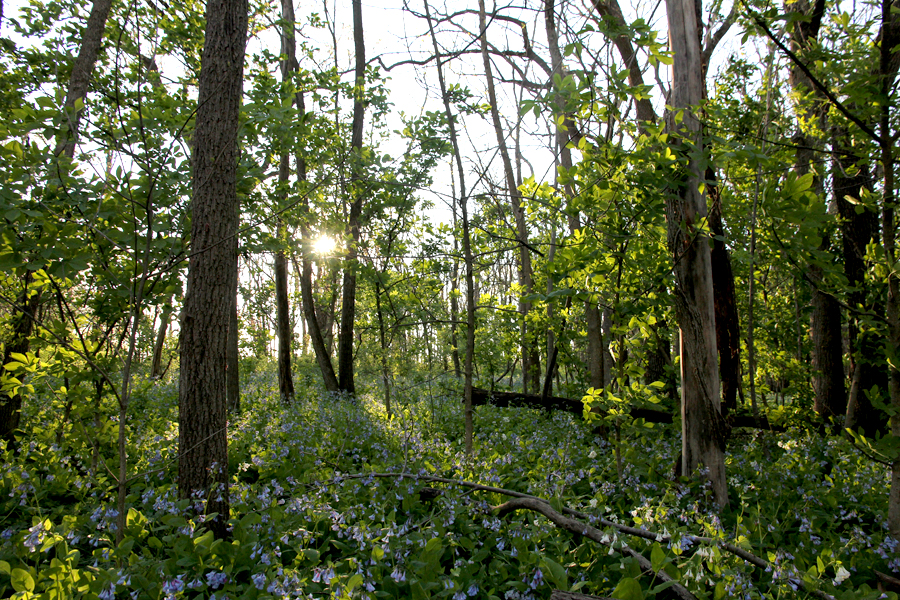 virginia bluebells mertensia virginica jay woods forest preserve virginia bluebells mertensia virginica jay woods forest preserve