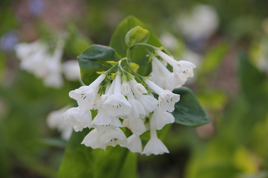 white virginia bluebells whitebells mertensia virginica white virginia bluebells whitebells mertensia virginica