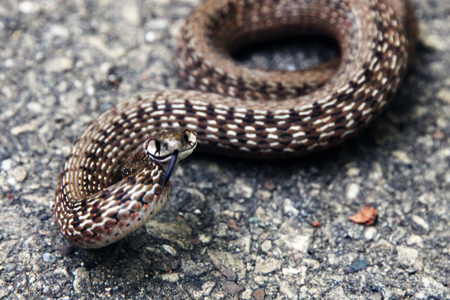 dekay's snake brown snake storeria dekayi smiling