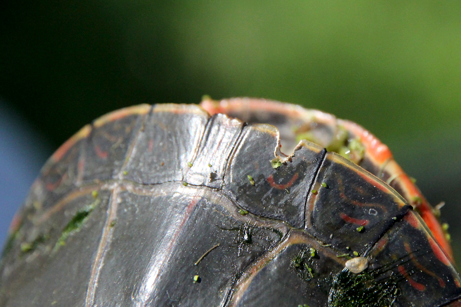 marked painted turtle notch marginal scute