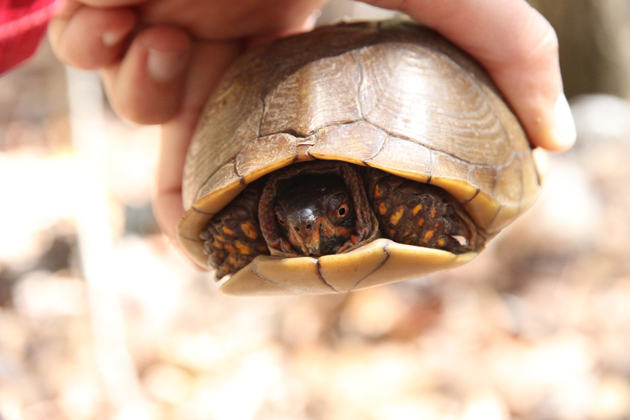 male Eastern box turtle Missouri