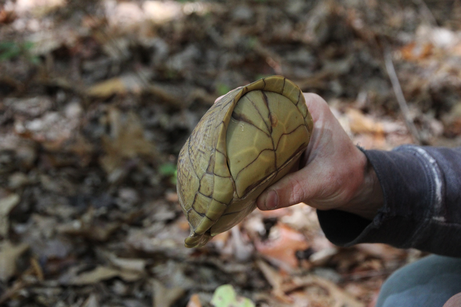 Eastern box turtle shell hinged Missouri