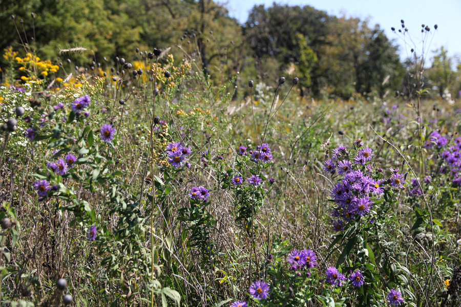 New England aster at Jay Woods
