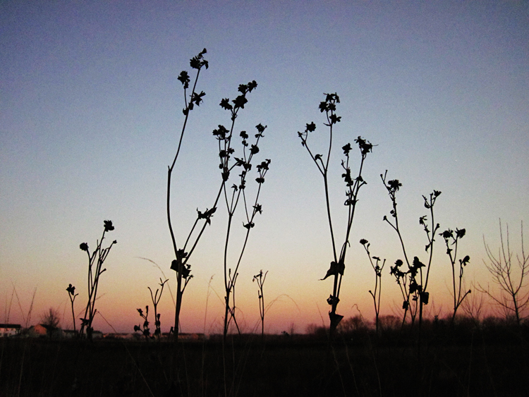 Blackberry Trail Silphium perfoliatum cup plant winter silhouette