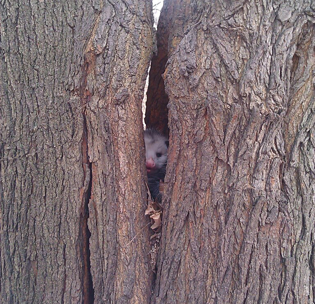 opossum inside mulberry tree morus alba split