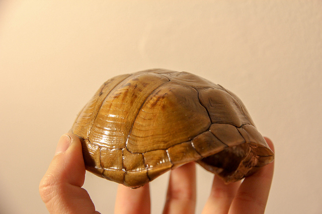 eastern box turtle shell lacquered shell