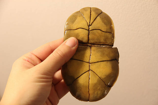 eastern box turtle shell plastron underside