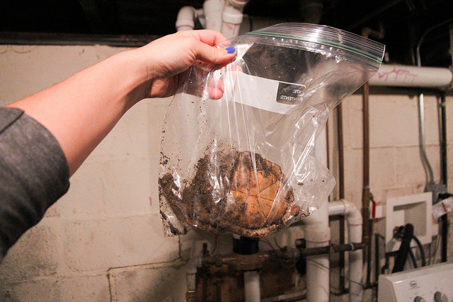 eastern box turtle shell rotten in bag