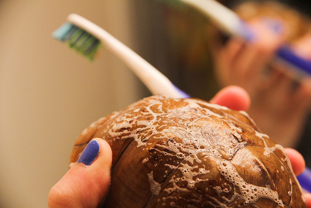 eastern box turtle shell cleaning toothbrush