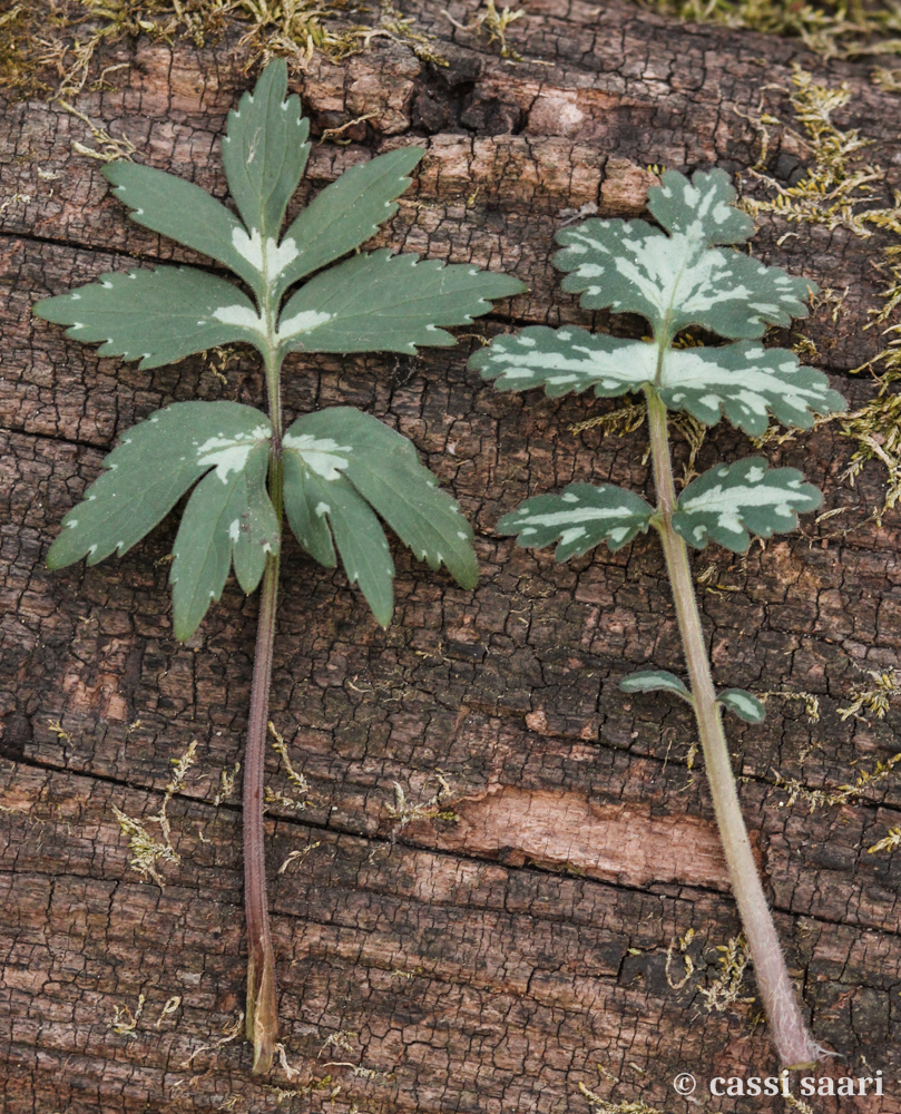 hydrophyllum-virginianum-appendiculatum